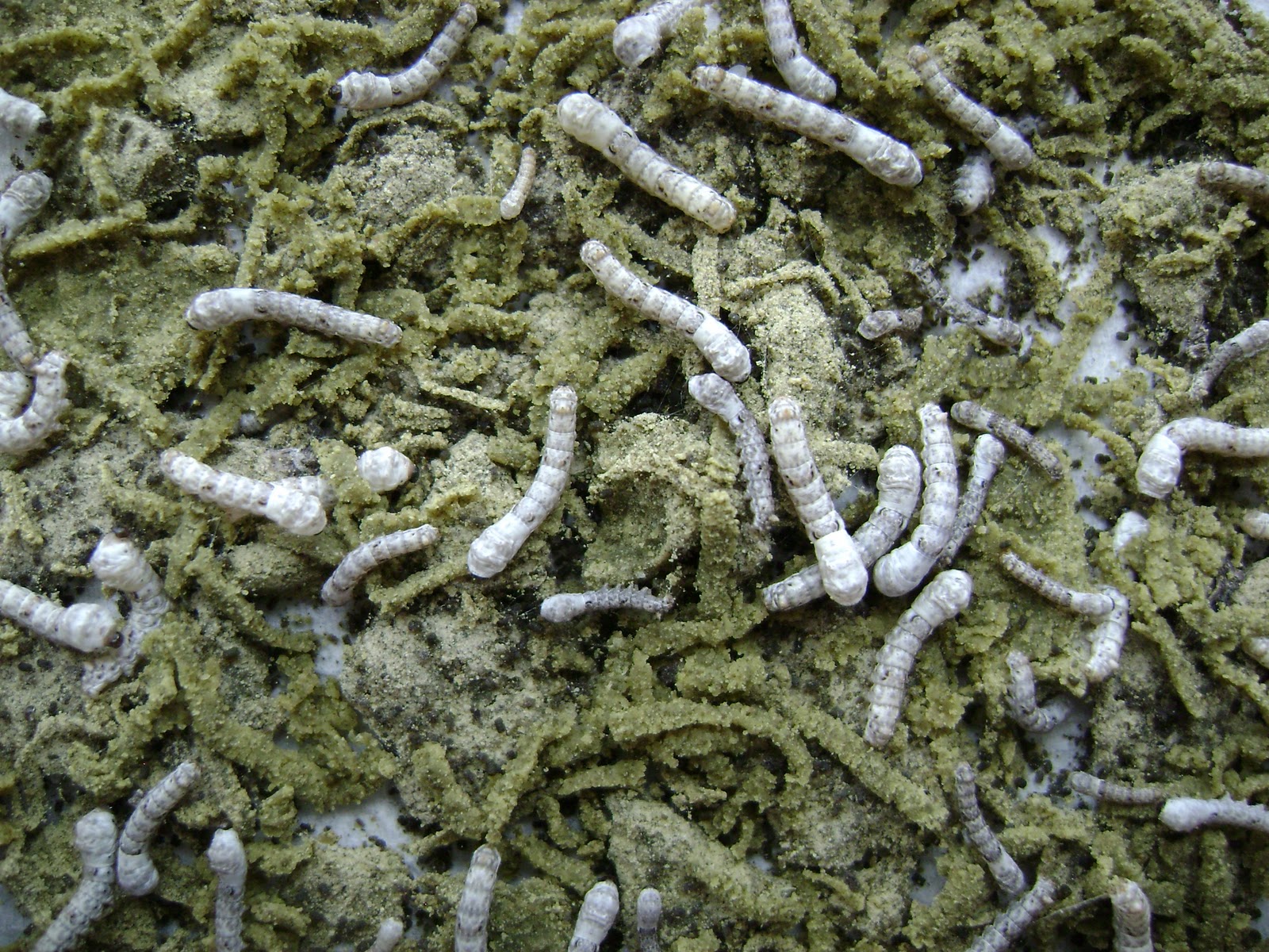 The Tao of Worm Farming Silkworms