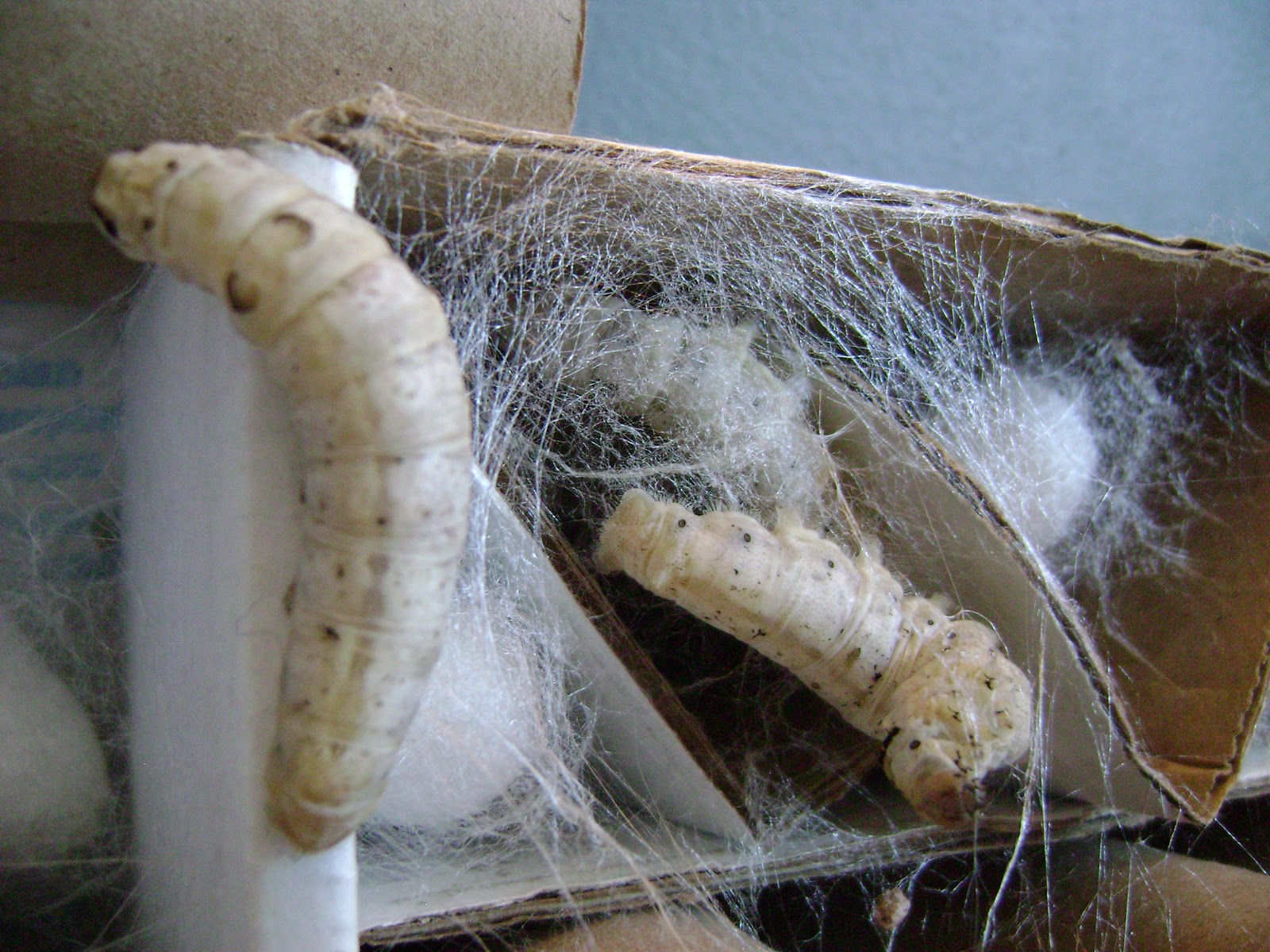 The Tao of Worm Farming Silkworms