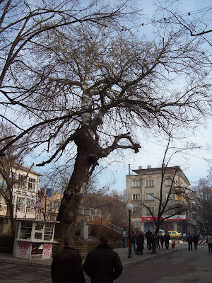 A Yambol Tree With Two Faces