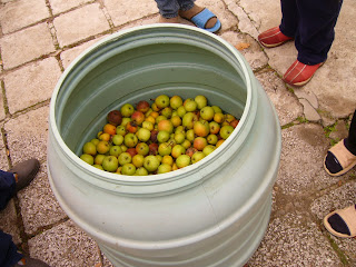 Don't Forget Windfall Apples For Rakia