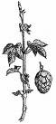 Hops for Beer, Medicine and Garlands