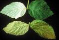 Rapsberry Leaves - With or Without Labour
