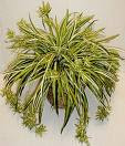 Sell Home Grown Spider Plants - Easy Money