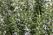 Strewing Herbs - Old and New Fashione