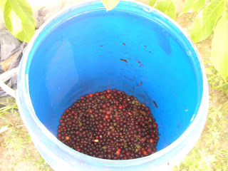 More Fact On Sliva For Rakia And Compote
