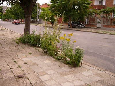 A Yambol DIY Garden