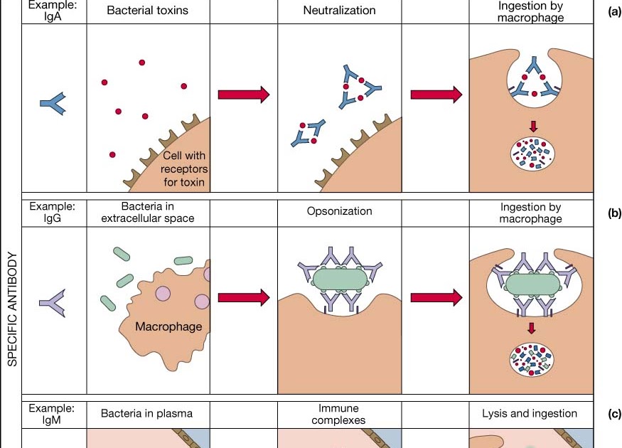 Immunology for Dummies The B cell receptor and antibodies Part 2