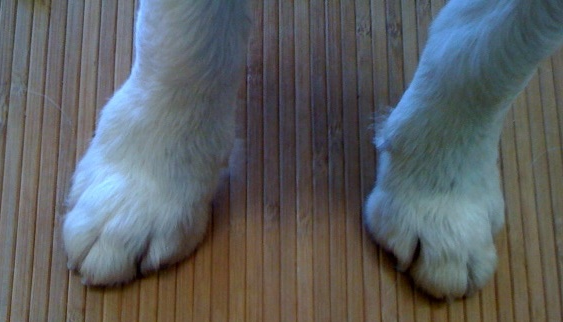 swollen paw on inspirational swollen paw on alternativaazapatero org swollen paw on inspirational swollen paw on alternativaazapatero org