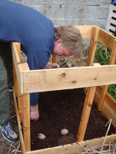 [Setting+seed+potatoes+in+potato+box.jpg]