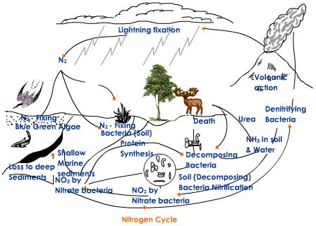 [nitrogen-cycle.jpeg]