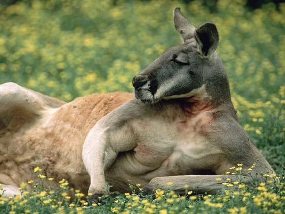 kangaroo chokes kangaroo chokes out kangaroo to win fight kangaroo chokes kangaroo chokes out kangaroo to win fight