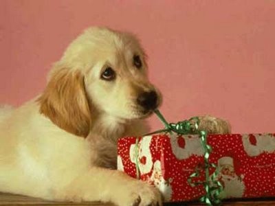 [perro-regalo-navidad.jpg]