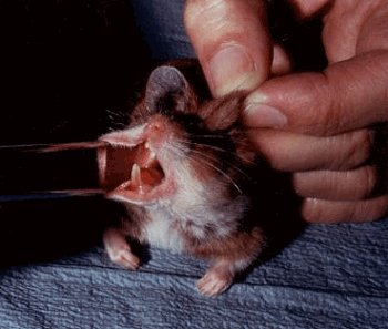 [animal_testing_rat.jpg]