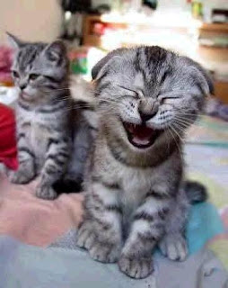 gatinhos sorringo, mijei de rir