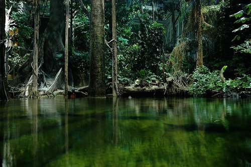 [amazonas1.jpg]