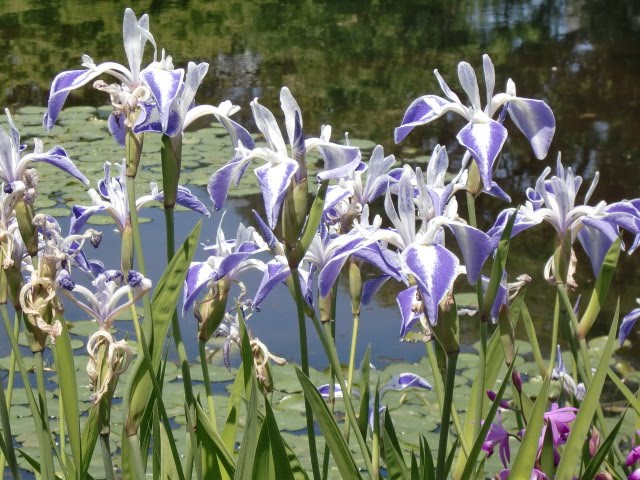 黙翁日録 江戸城 二の丸庭園 カキツバタ ナスヒオウギアヤメ サンショウバラ カジイチゴ