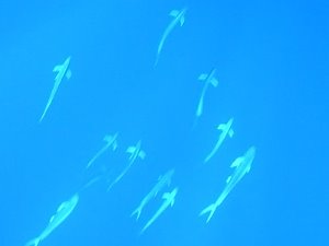 [Day+33+-+fish+procession-705419.JPG]