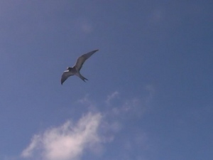 [Day+46+-+bird-745643.JPG]