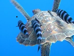 [Day+55+-+turtle+with+fish-726237.JPG]