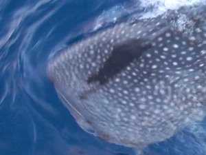 [Day+62+-+whale+shark+head-726839.JPG]