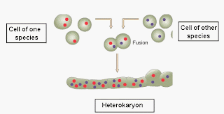 Production of heterokaryon