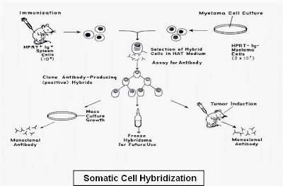 Somatic cell hybridization