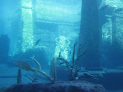 Atlantis, Paradise Island, Bahamas (aquarium atlantis)