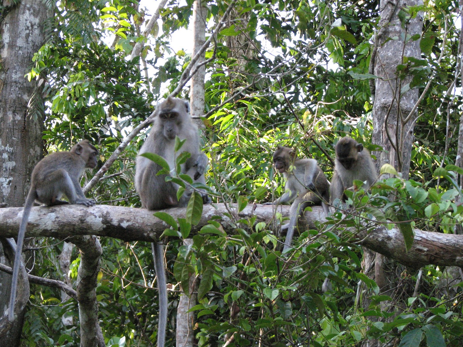 [Malesia+06.2009+323.JPG]