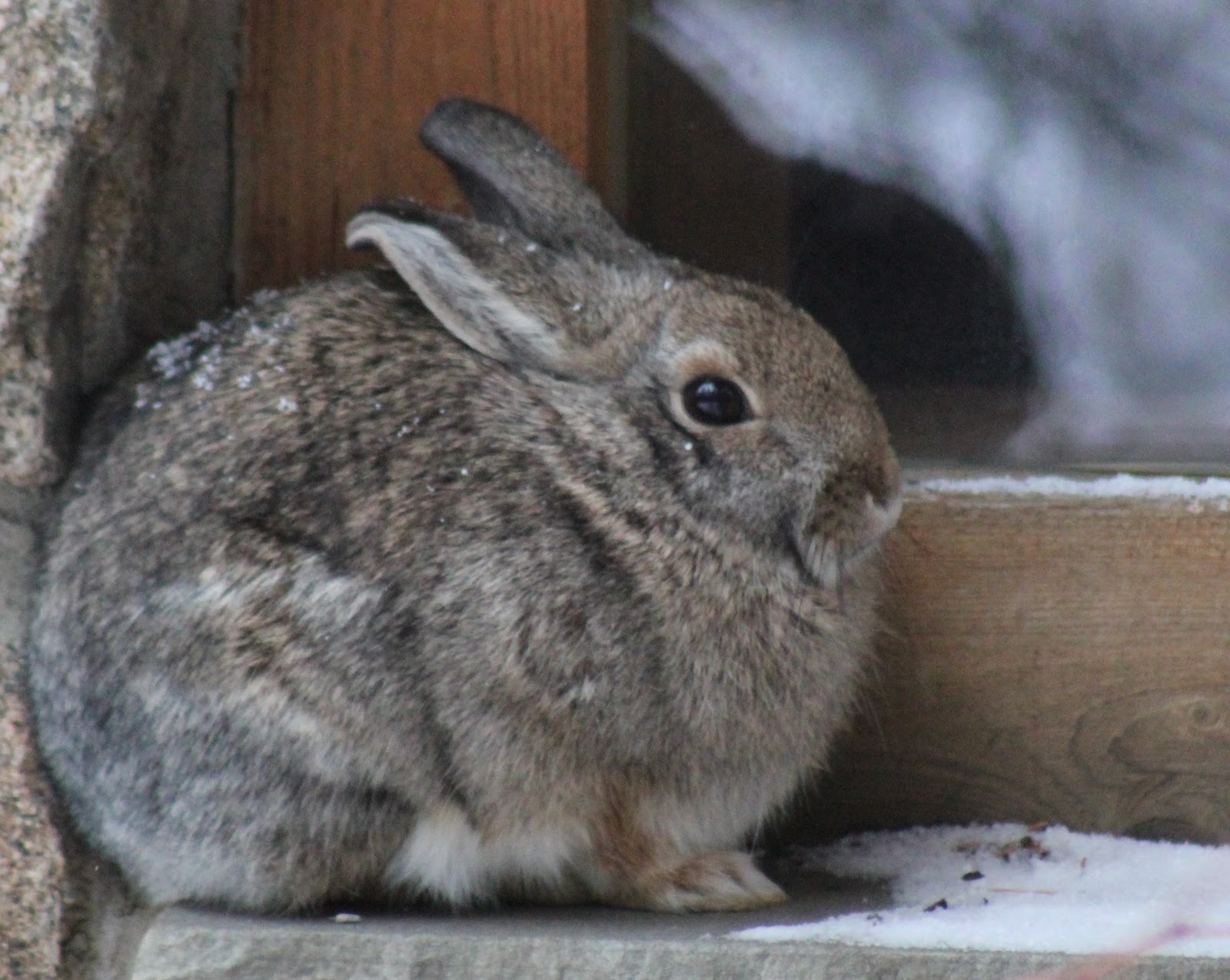 Mountain Cottontail Rabbit
