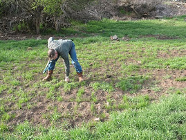 Mike pulls kochia sprouts