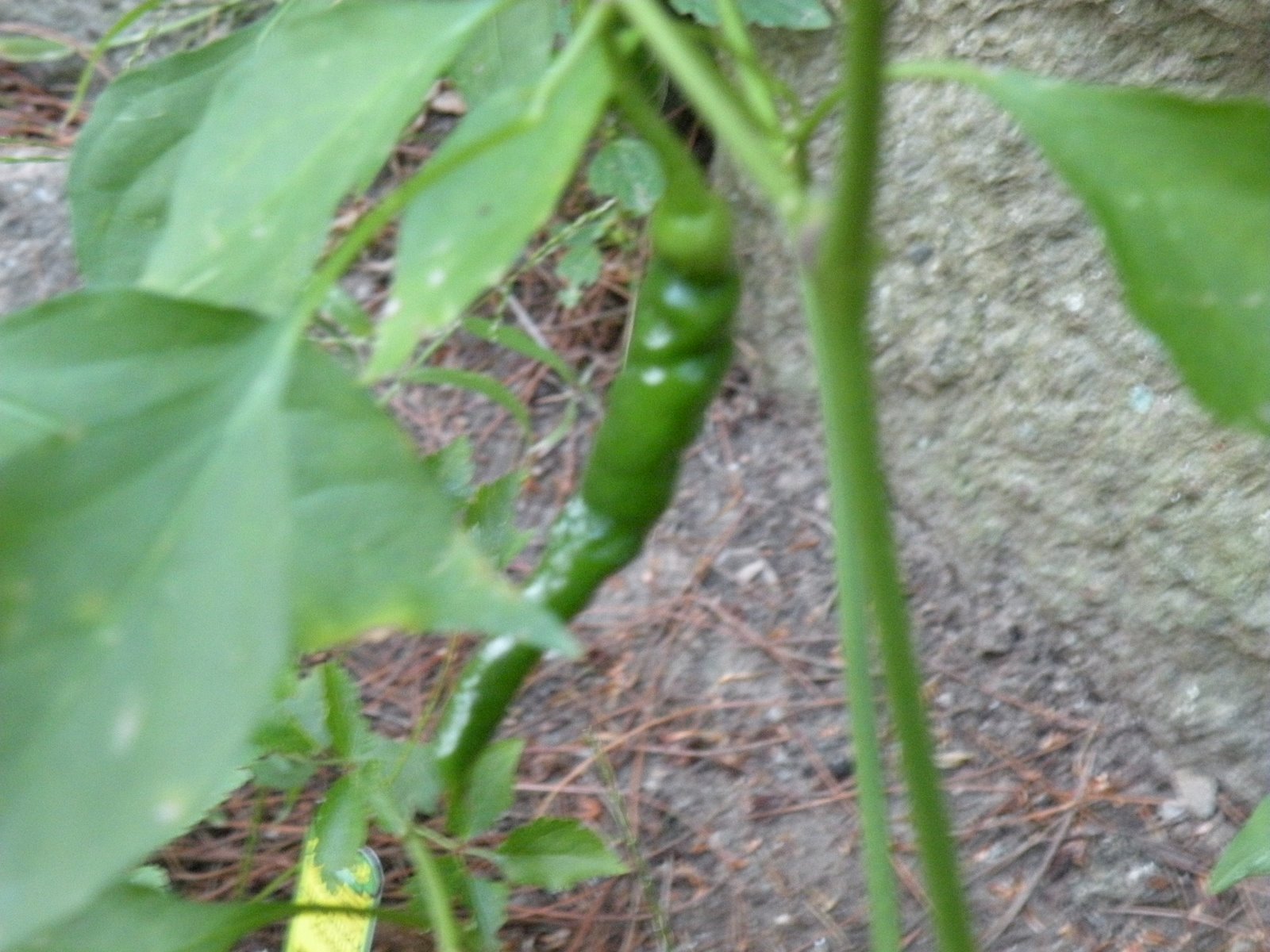 [peppers+1.JPG]