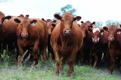 cattle-small.jpg