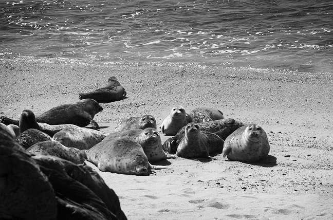 [Seals.jpg]
