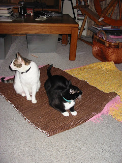 contented cats on handwoven rugs