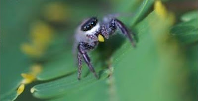 vegan spider