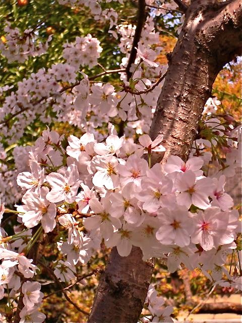 [Kyoto,+cherry+blossoms+2.JPG]