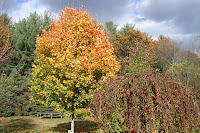click here to see this image Full Size
