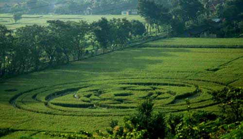 [Image: Foto-UFO-Crop-Circle-Sleman-Yogyakarta.jpg]