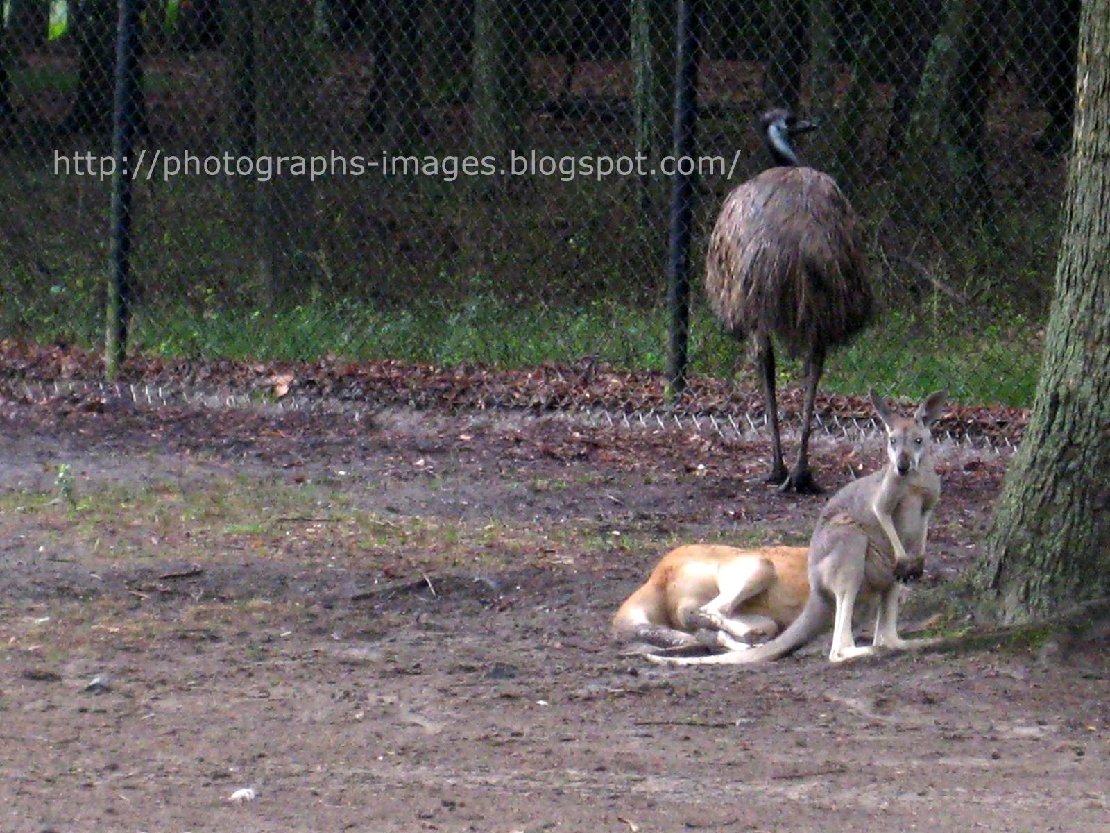 [kangaroos+and+emu+in+the+same+cage+.jpg]