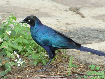 Crow Blue