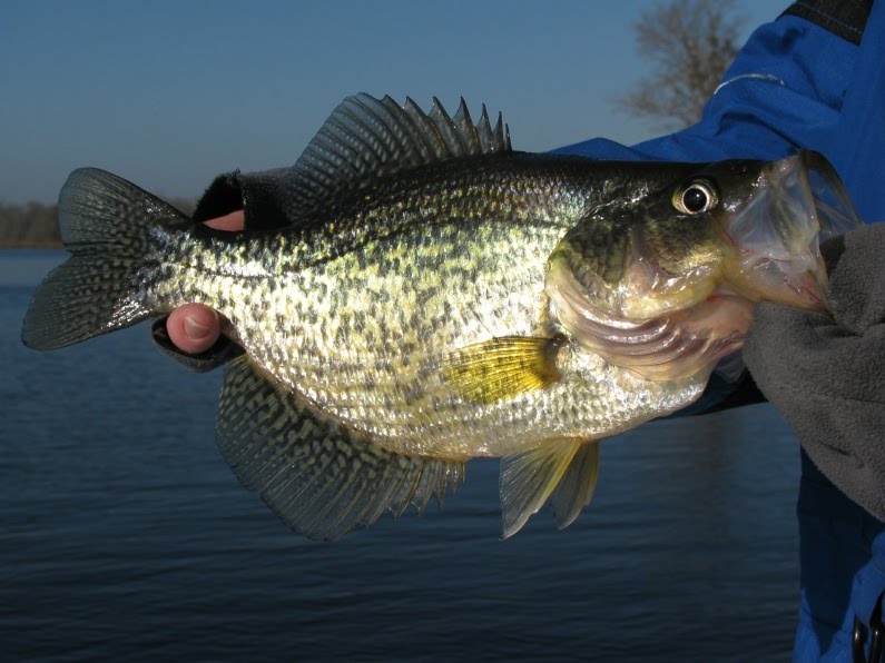 [nbcrappie.jpg]