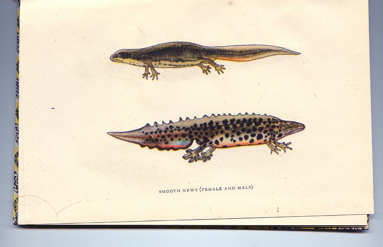 [British+Reptiles+and+Amphibia01.jpg]