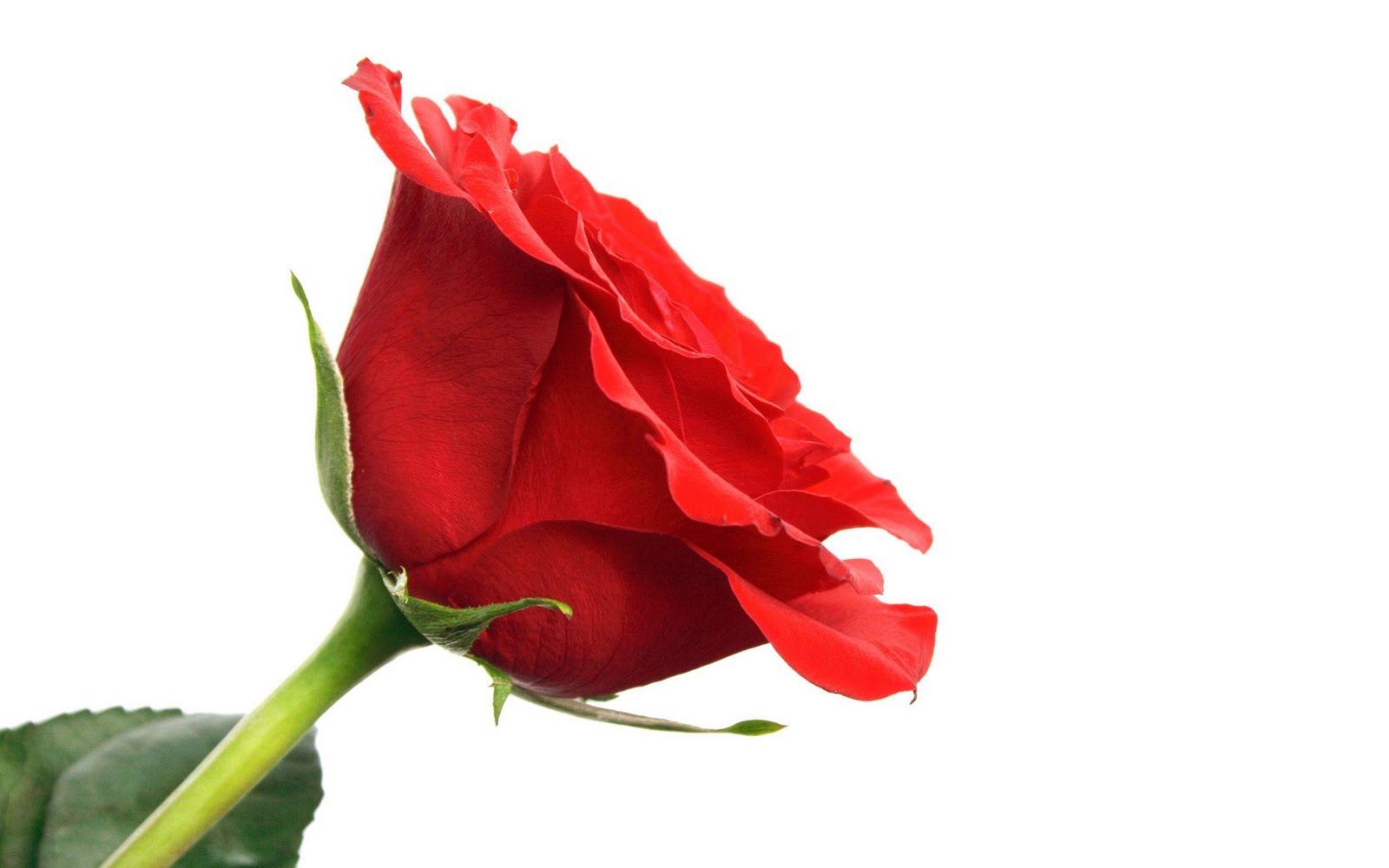 http://4.bp.blogspot.com/_T61BkxQ8qyk/TVUlTKnMO8I/AAAAAAAACXE/wW5Gkbf-5lA/s1600/Roses_Lovers_Wallpapers_happy_Valentine_day_Wallpapers_29_01.jpg