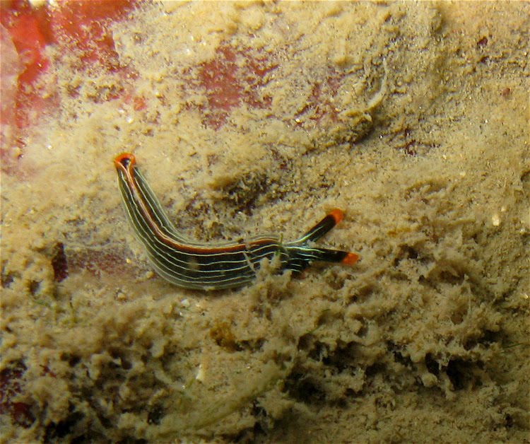 blue sea slug pet. A few of these Sap-sucking Sea