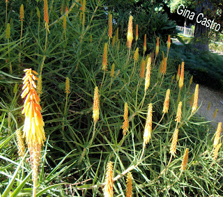 Lírio-tocha (Tritoma uvaria)