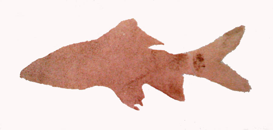 [Red.Tail.Shark.3.jpg]