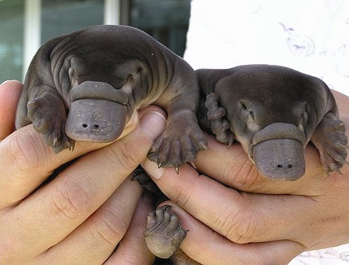 real life baby platypus real life baby platypus