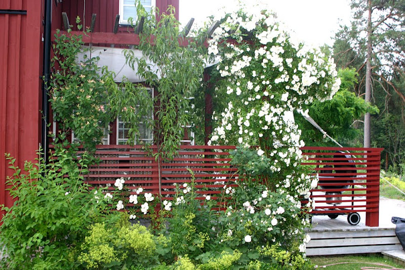 Kajsas pergola