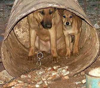 [Chained-Mother-Pup.jpg]