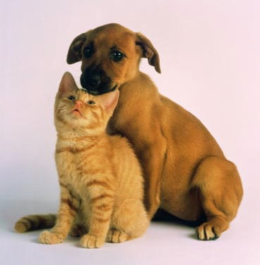 [cat-dog.jpg]